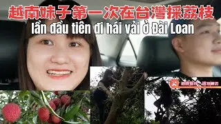 越南妹子第一次在台灣採荔枝 lần đầu tiên đi hái vải ở Đài Loan