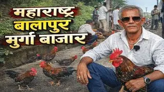 2 August 2025 Balapur Murga Bazaar || बालापुर मुर्गा बाजार || @Mjforest #birdsmarket 