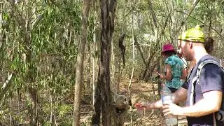 Watering Red Fronted Lemurs, Madagascar