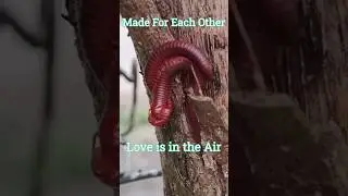 Check Mate Millipede | Love Nature #insects #love #mating #youtubeshorts #reproduction