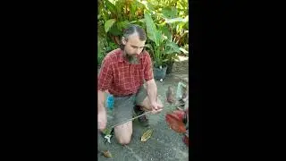 Copperleaf Propagation (Acalypha wilkesiana) - The Carrington Jungle