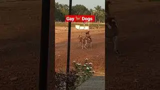 dogs|funny|😂🐕gay