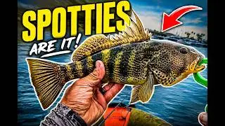Spotted Bay Bass: Newport Harbors Best Kept Secret!