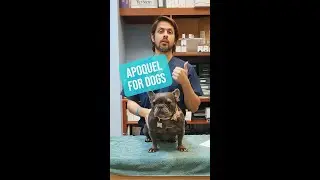 Is Apoquel Worth It? #veterinarian #dogs #apoquel