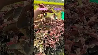 Black Diamond Guava Farming/ Thai Red Diamond Guava/ Guava Best Veriety