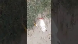 Cock n snake fight