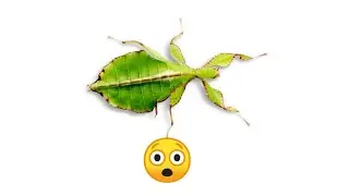 These Giant Leaf Insects Will Sway Your Heart | Phylliidae