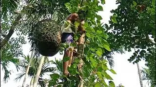 how to collect betel leaf