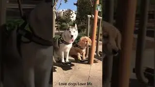 Funny Dog Video Compilation丨Funny Pet Videos