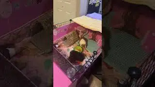 Daily life with My Guinea Pig Herd/Cute Moments, Care Tips & Button Talk