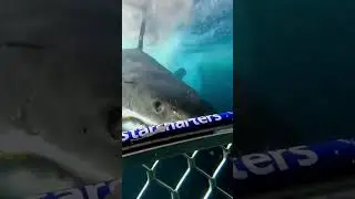 Would you try this! 🦈  #viralshortvideo   #travelvlog  #shortvlog  #exploravista