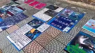 LIVE : Japanese Activists Protest Outside Taiji Whale Museum