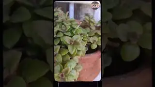 Tangled heart plant #shorts#shortsvideo#viral#gardening/Soulful🍀Gardening🍀/Vandana Sahu