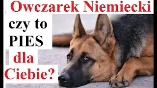 Owczarek Niemiecki: czy to Pies dla Ciebie