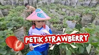 PANEN STRAWBERRY DI BANDUNG || Freya Petik Strawberry Sendiri