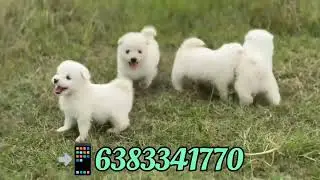 Pomeranian puppies for sale in #bangalore#Ooty#Kodaikanal#Sivakasi#pondicherry#hosur#tenkasi