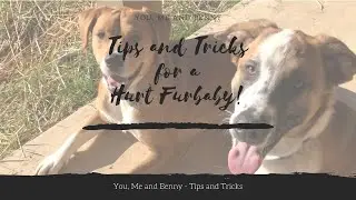 Tips and Tricks For A Hurt Fur Baby!