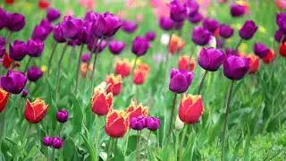 Armand Centelles - Jasmine nights - M&uacute;sica relajante - New Age Music - Birdy Records -