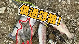 Bay Area stock trout fishing at Lake Del Valle | 水下鳟鱼，岸上郊狼！美国路亚惊魂记
