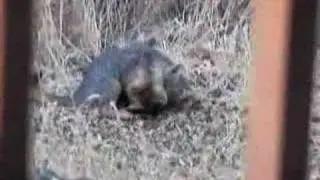 Gray foxes grooming and playing