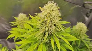 Flowering Day#46 - Mack and Crack (Seedstockers)