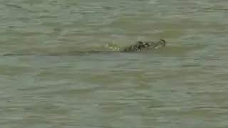 Humboldt Park alligator Chance the Snapper search closes roads, paths around lagoon