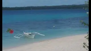 Well preserved wild trees and birds and untamed island 🏝️ #all #everyone #virginislandbatayancebu