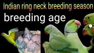 Ringneck parrot Breeding Age And Season | Complete Guide In Urdu Hindi