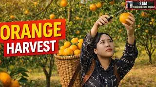Sam Returns to an Abandoned Home, Orange Harvest | Ep 11