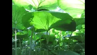 Giant Jungle Like Plants for the Temperate Garden