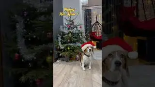 Happy New Year to you and your beagle, Elya! Thanks for the likes!#beagle #doggielife #pets #shorts