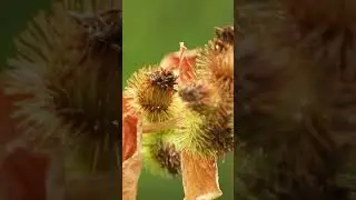 The Weakness of Heirloom Seeds