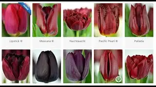 Бордовые тюльпаны #Gorilla #PurpleHeart #Claudia #Dreamtouch #Lilyflowering #Fringed #Double