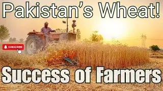 Pakistan's Wheat (Record Production in 2024) - Success of Farmers || Success of Pakistan
