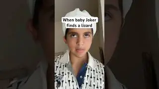 Baby Joker finds a lizard #baby #joker