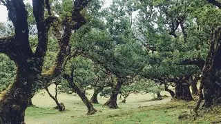 РЕЛИКТОВЫЙ ЛАВРОВЫЙ ЛЕС. Laurissilva Forest. Madeira. Portugal