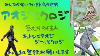 アオジとクロジ　とってもおとなしい子達　逃げ足早いです　でも急な出会いにはキョトンとしてたり😊