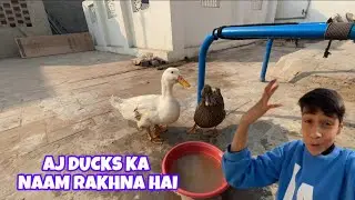 AJ TO DUCKS KA NAAM RAKHNA HAI 😍