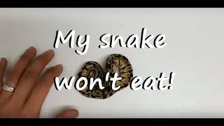 Ball Pythons: How To Assist Feed