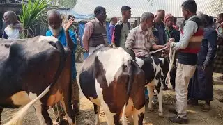 @আজ ২১ জানুয়ারি ২৬ | বাচ্চাসহ ফ্রিজিয়ান ক্রস,শাহিওয়াল গাভীর দাম | আফতাবগঞ্জ হাট | দিনাজপুর 