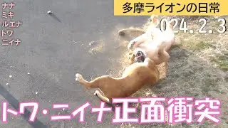 トワ・ニイナ正面衝突 2024/2/3【多摩ライオン】