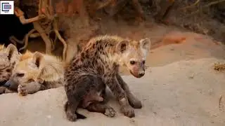 Hyenas: A Society of Scents