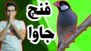 فنچ نرگسی یا جاوا : بهترین فنچ دنیا 😍🕊️