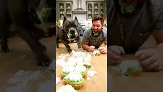 Dog vs Human Key Lime Pie Race&hellip; FACE TURNED GREEN 😂🐶🍋 #dogshorts #funny #funnydog #viral