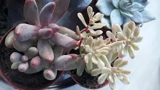 Kargom geldi birlikte açıyoruz :) Yeni Sukulent Türlerim /Kaktüs Marketi ne teşekkürler 🌱