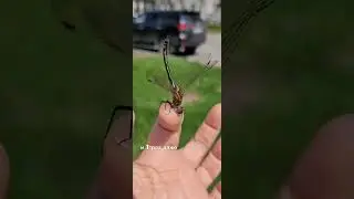 Стрекоза бабка бронзовая амурская (Cordulia aenea amurensis), Хабаровск