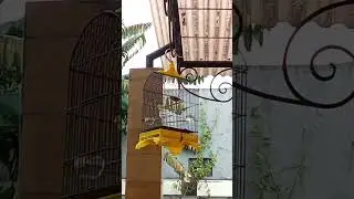 perawatan cikrak daun gacor dor 