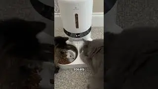 This Cat Swipes Food Like a Pro #shorts