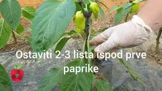 Kada skidati list sa paprike? - Pinciranje paprike i skidanje lista