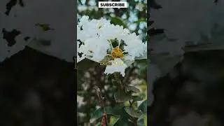 crape myrtle plant cutting grow #shorts #lagertroemia plant